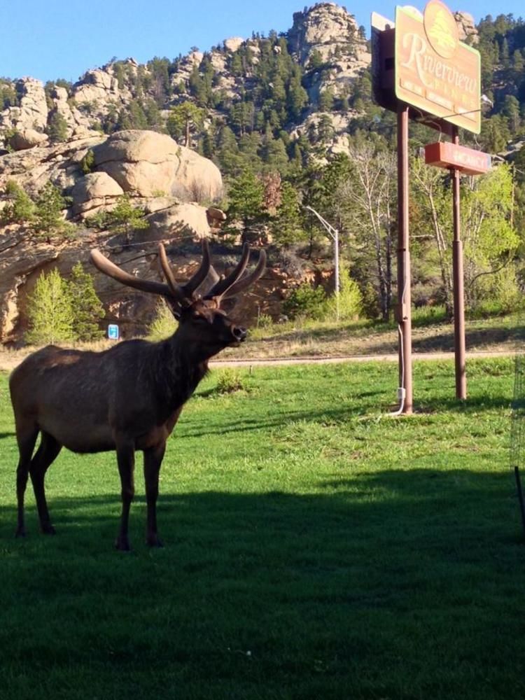 Riverview Pines Villa Estes Park Kültér fotó